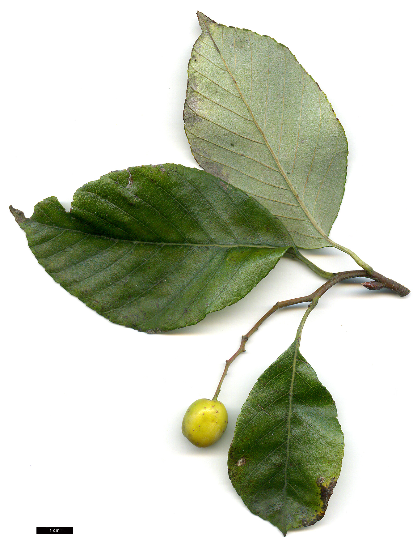 High resolution image: Family: Rosaceae - Genus: Sorbus - Taxon: folgneri - SpeciesSub: 'Lemon Drop'